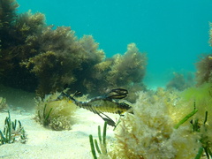 Phyllopteryx taeniolatus