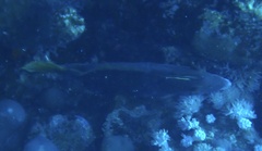 Cantherhines pardalis