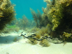 Phyllopteryx taeniolatus