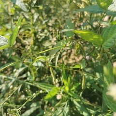 Glycine max soja