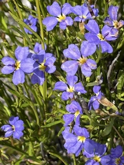 Goodeniaceae