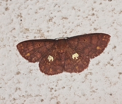 Discoglypha locupletata