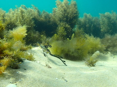 Phyllopteryx taeniolatus