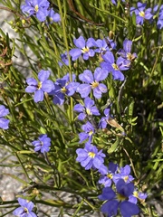 Goodeniaceae