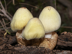 Volvariella