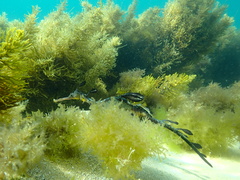 Phyllopteryx taeniolatus