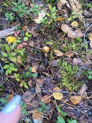 Cortinarius trivialis