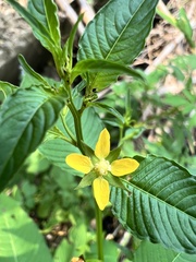Ludwigia hyssopifolia