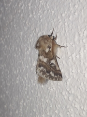 Thaumetopoea herculeana