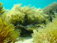 Phyllopteryx taeniolatus