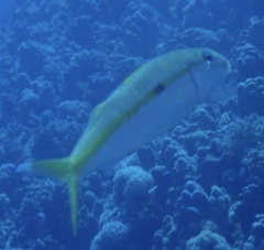 Mulloidichthys flavolineatus