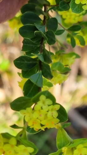 Image of Pimelea flava by (c) ianrainbow, some rights reserved (CC BY)