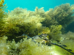 Phyllopteryx taeniolatus