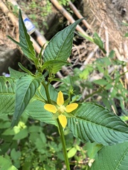 Ludwigia hyssopifolia