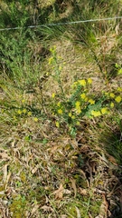 Pimelea flava