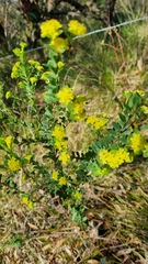 Pimelea flava