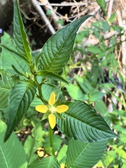 Ludwigia hyssopifolia