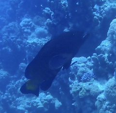 Cephalopholis argus