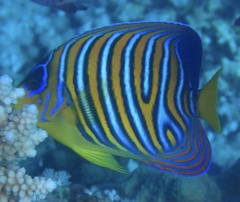 Pygoplites diacanthus