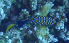Pygoplites diacanthus