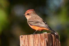 Vermilion Flycatcher photo 3
