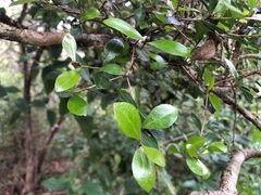 Planchonella cotinifolia