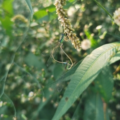 Ischnura asiatica