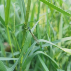 Ischnura asiatica