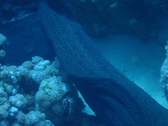 Gymnothorax javanicus