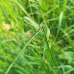Ischnura asiatica