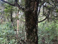 Planchonella cotinifolia