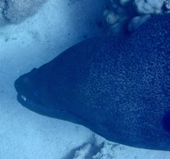 Gymnothorax javanicus