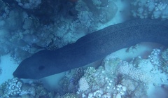 Gymnothorax javanicus