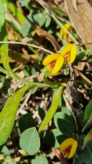 Bossiaea