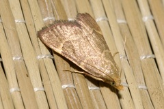Hypsopygia rubidalis