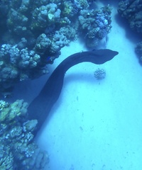 Gymnothorax javanicus