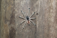 Avicularia