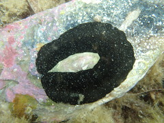 Scutus antipodes