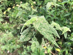 Abutilon oxycarpum