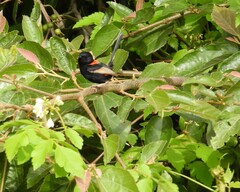 Malurus melanocephalus