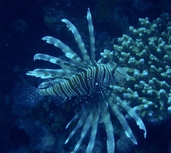 Pterois miles