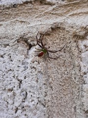 Australomisidia pilula