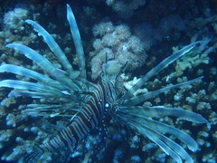 Pterois miles