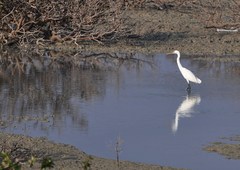 Egretta gularis
