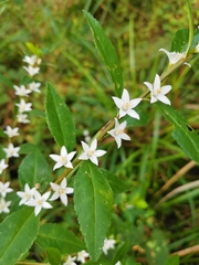 Crowea angustifolia