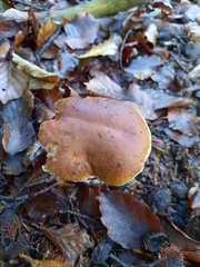 Boletus edulis