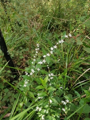 Crowea angustifolia