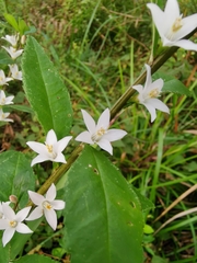 Crowea angustifolia