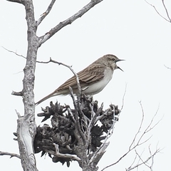 Cincloramphus cruralis