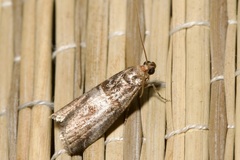 Acrobasis advenella